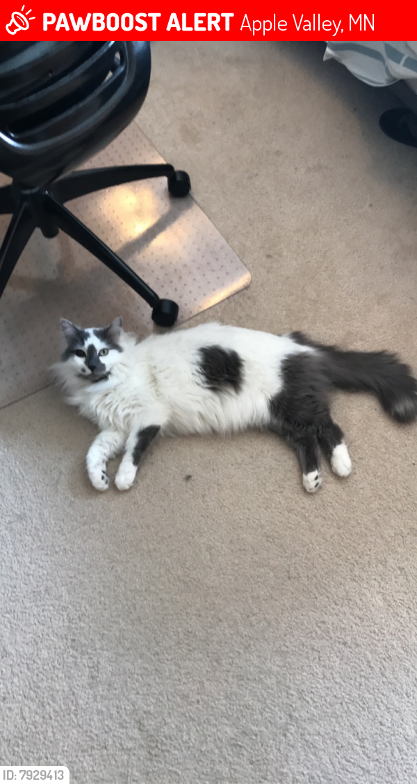 Lost Male Cat last seen Finch Ave & 157th St, Apple Valley, MN 55124
