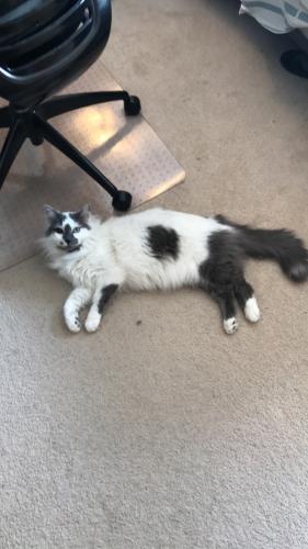 Lost Male Cat last seen Finch Ave & 157th St, Apple Valley, MN 55124