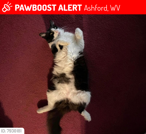 Lost Male Cat last seen Harvey Trucking, about two minutes away., Ashford, WV 25009