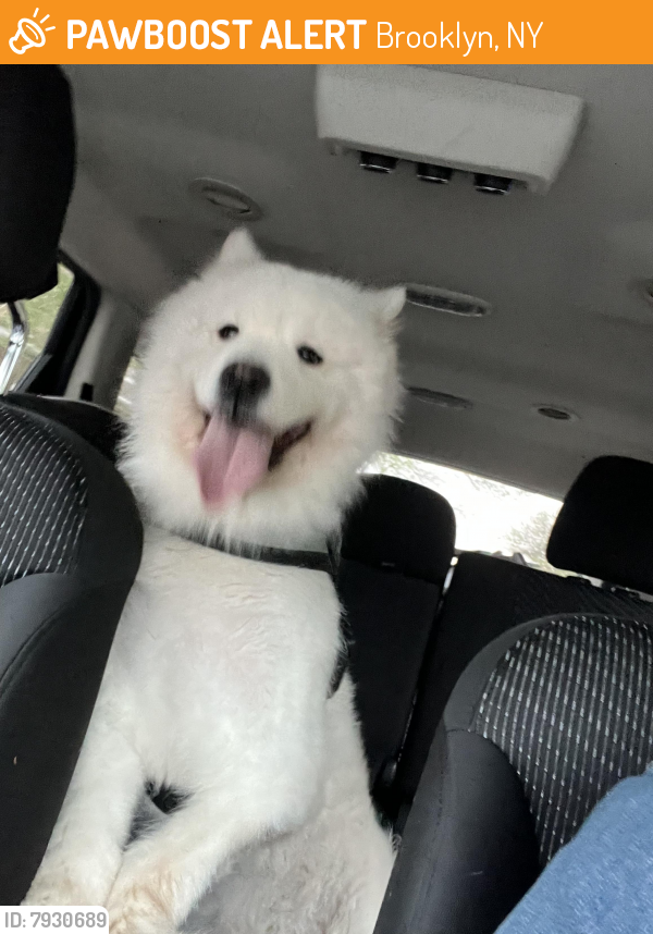 Found/Stray Male Dog last seen 79th street and 14th ave , Brooklyn, NY 11228