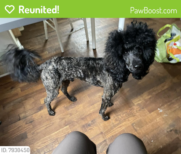 Reunited Male Dog last seen Yacht Haven, near Neptune Dr. and Forest Haven Dr., Alexandria, VA 22309