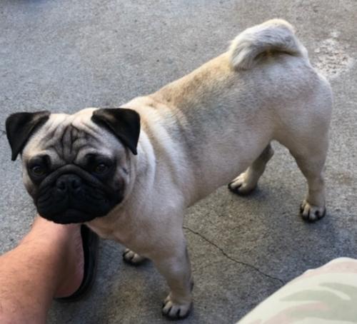 Lost Male Dog last seen 97th Ave & A st, Oakland CA, Oakland, CA 94603