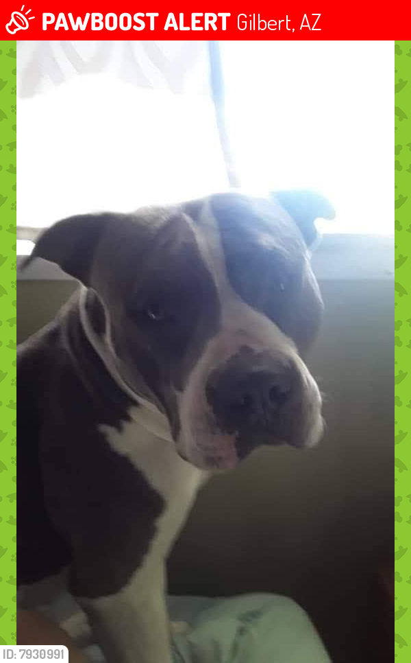 Lost Male Dog last seen McQueen and Guadalupe , Gilbert, AZ 85233