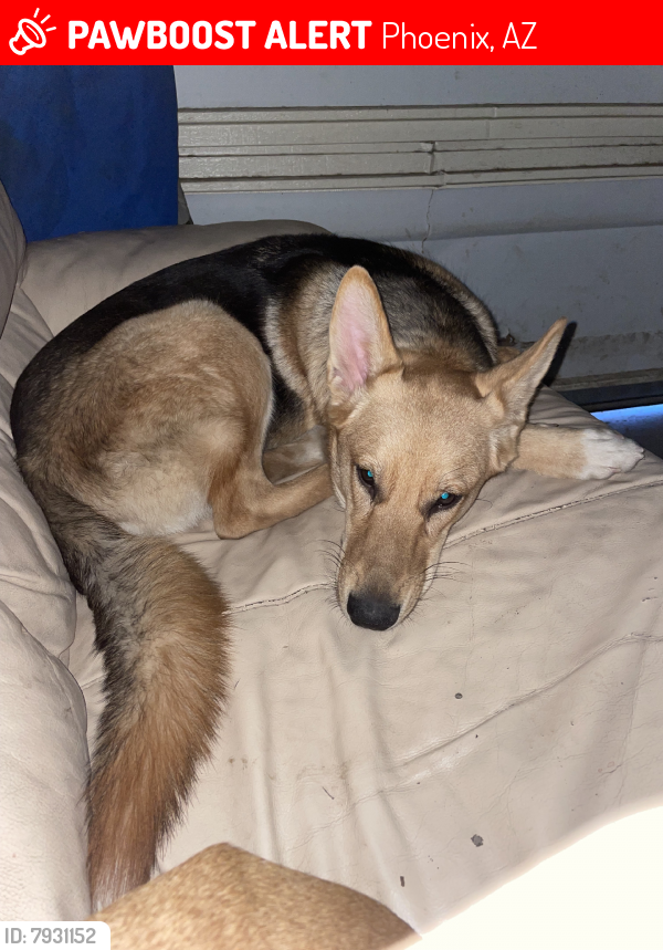 Lost Female Dog last seen 19th Ave and Thomas, Phoenix, AZ 85009