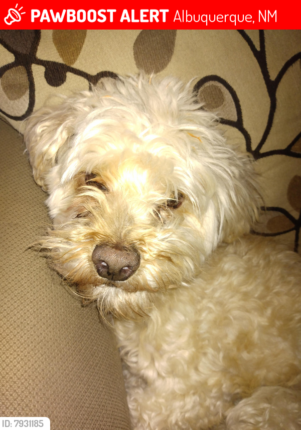 Lost Male Dog last seen Candelaria and Juan tabo, Albuquerque, NM 87112