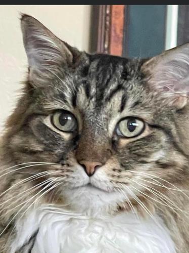 Lost Male Cat last seen Manchester place & rising sun roads, North Whitehall Township, PA 18080