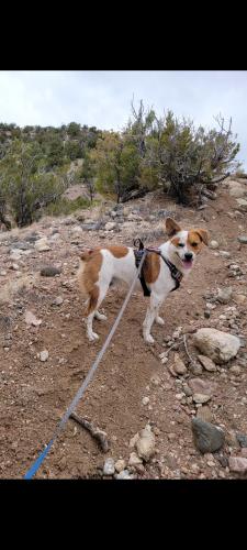 Lost Male Dog last seen Pajarito , South Valley, NM 87105