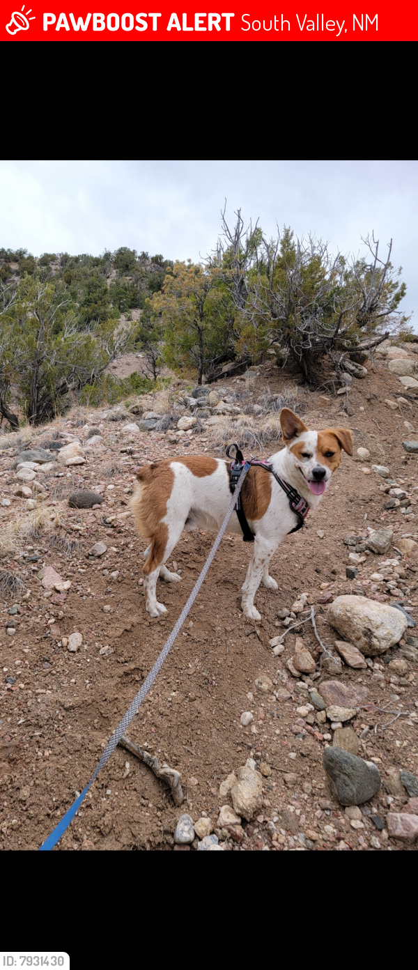 Lost Male Dog last seen Pajarito , South Valley, NM 87105