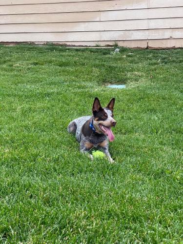 Lost Female Dog last seen Near Y Central She Run To Sunrise Homeowners, Albuquerque, NM 87121