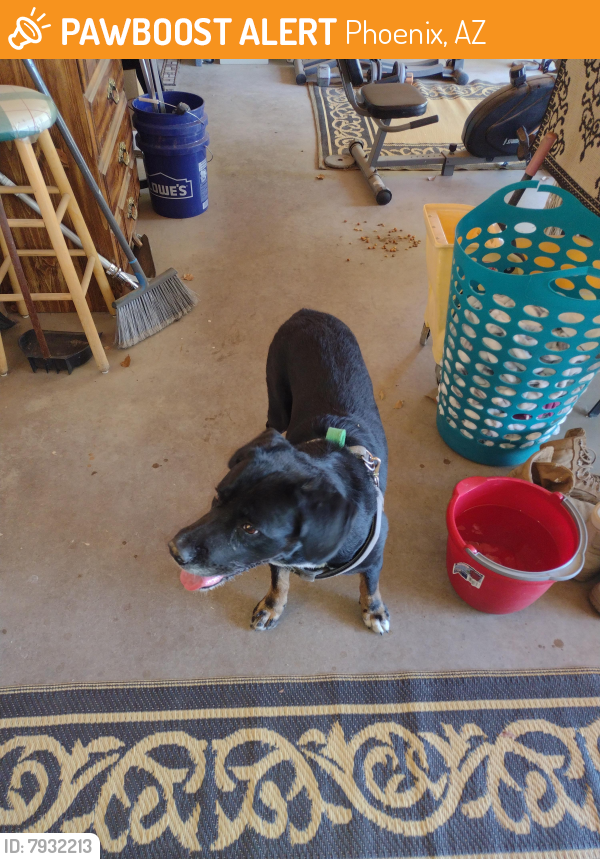 Found/Stray Male Dog last seen N. 19th Avenue and W. Sahauro Drive , Phoenix, AZ 85029