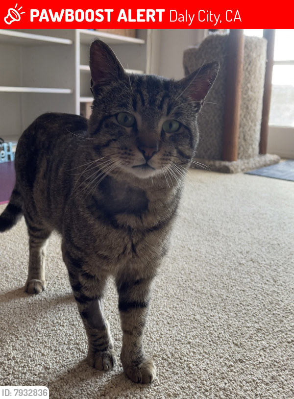 Lost Male Cat last seen Roosevelt , Daly City, CA 94015