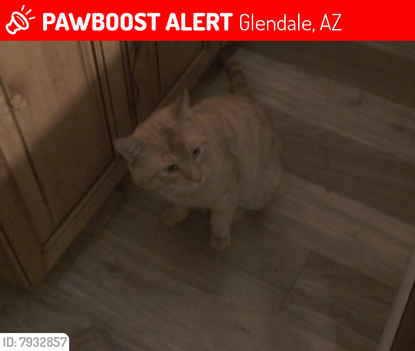 Lost Male Cat last seen 76th Ave & Carole , Glendale, AZ 85303