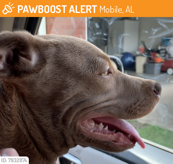 Rehomed Dog in Mobile, AL 36602 (ID 67932874) PawBoost