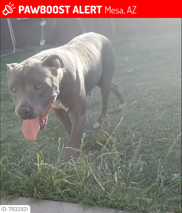 Lost Female Dog last seen Recker and University, Mesa, AZ 85205