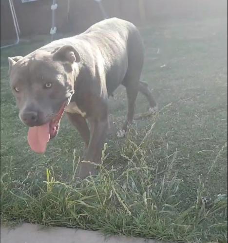 Lost Female Dog last seen Recker and University, Mesa, AZ 85205