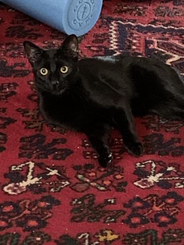 Lost Male Cat last seen 98th & S Seeley, Chicago, IL 60643