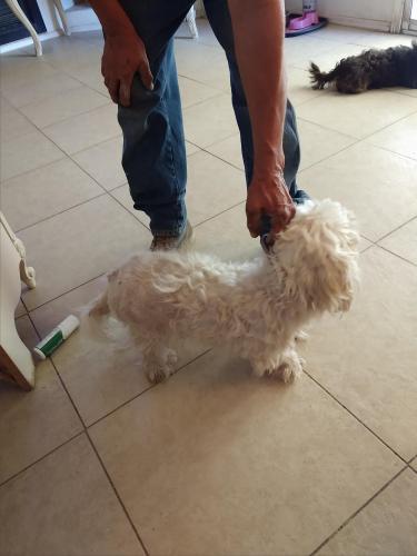 Found/Stray Unknown Dog last seen 61st ave & Royal Palm, Glendale, AZ 85301