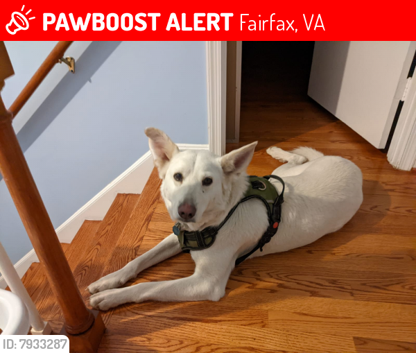 Lost Male Dog last seen Summit drive , Fairfax, VA 22030