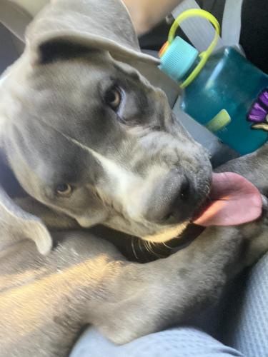 Found/Stray Male Dog last seen Avenida, Albuquerque, NM 87107