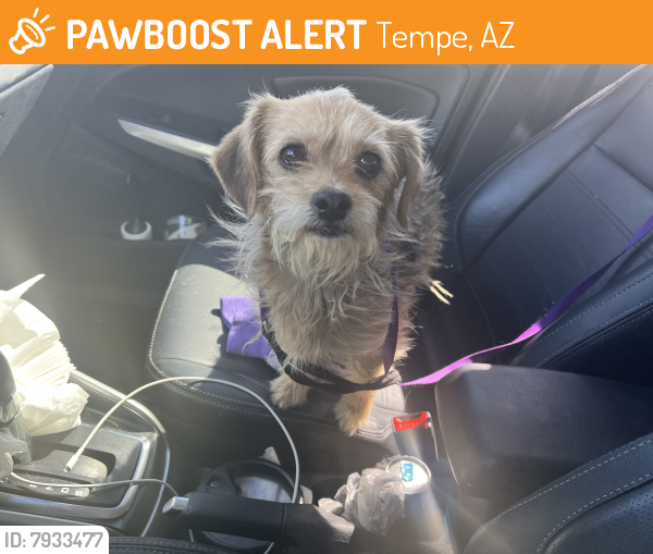 Rehomed Female Dog last seen Ray and Priest , Tempe, AZ 85226