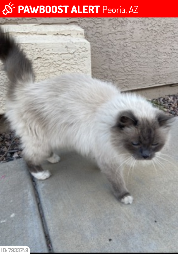 Lost Female Cat last seen Near ave and bell, Peoria, AZ 85382