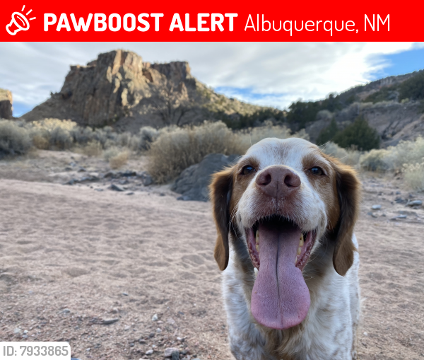 Lost Female Dog last seen Near Harvard dr se, Albuquerque, NM 87106