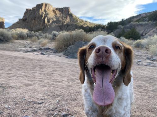 Lost Female Dog last seen Near Harvard dr se, Albuquerque, NM 87106