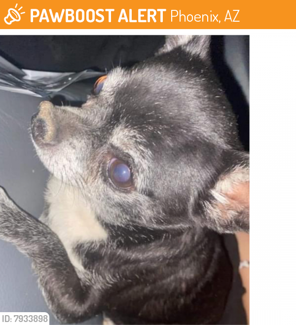 Surrendered Male Dog last seen 51st Ave & Thonas, Phoenix, AZ 85008