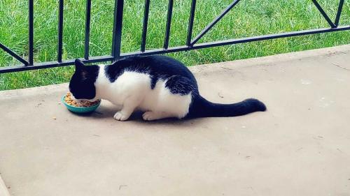 Found/Stray Unknown Cat last seen Tremont Court, Alexandria, VA 22303