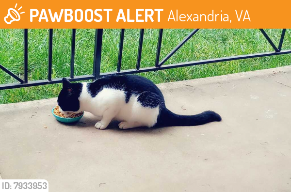 Found/Stray Unknown Cat last seen Tremont Court, Alexandria, VA 22303