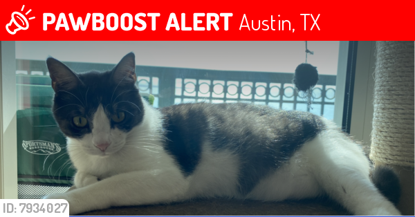 Lost Female Cat last seen Timberwood Dr & Oltorf, Austin, TX 78741