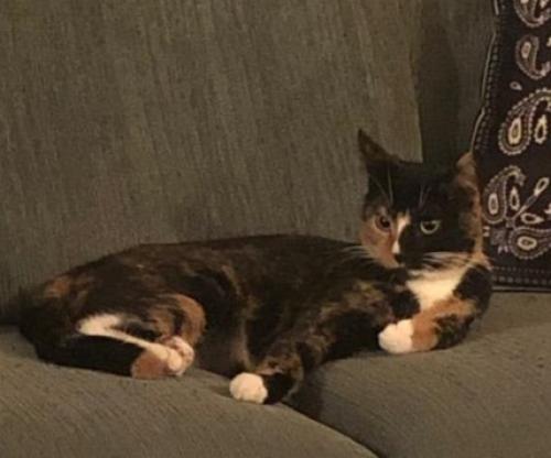 Lost Female Cat last seen 95th st. and 86th ct., Hickory Hills, IL 60457