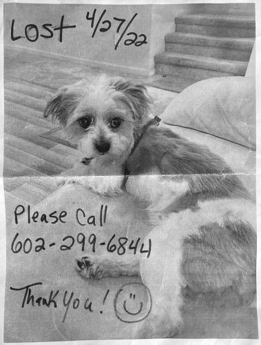Lost Male Dog last seen Near S 16th St Phoenix, Az 85034, Phoenix, AZ 85034