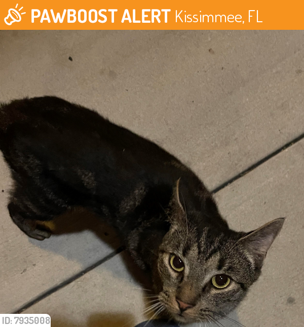 Kissimmee, FL Stray Male Cat Found Near Villa Verano Way PawBoost