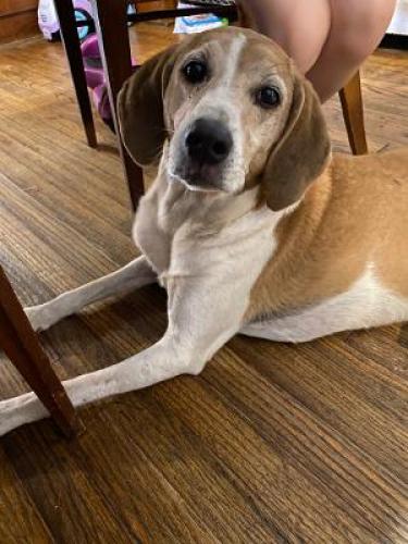Lost Female Dog last seen Noble and South Belvior, Cleveland Heights, OH 44121