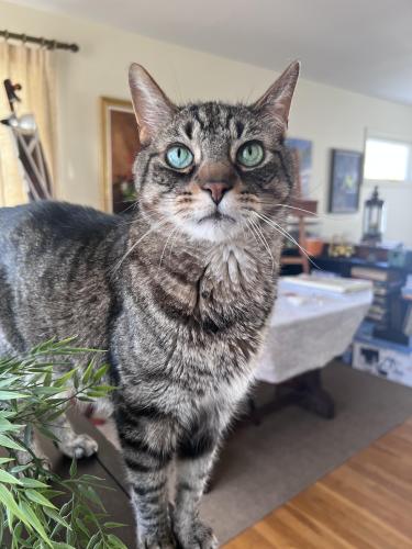 Lost Male Cat last seen Adaline drive stow ohio, Stow, OH 44224