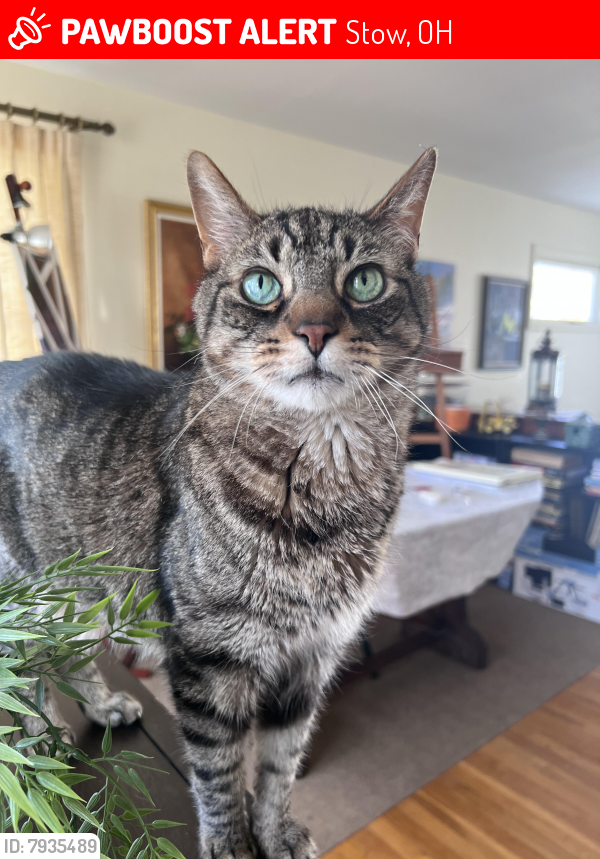 Lost Male Cat last seen Adaline drive stow ohio, Stow, OH 44224