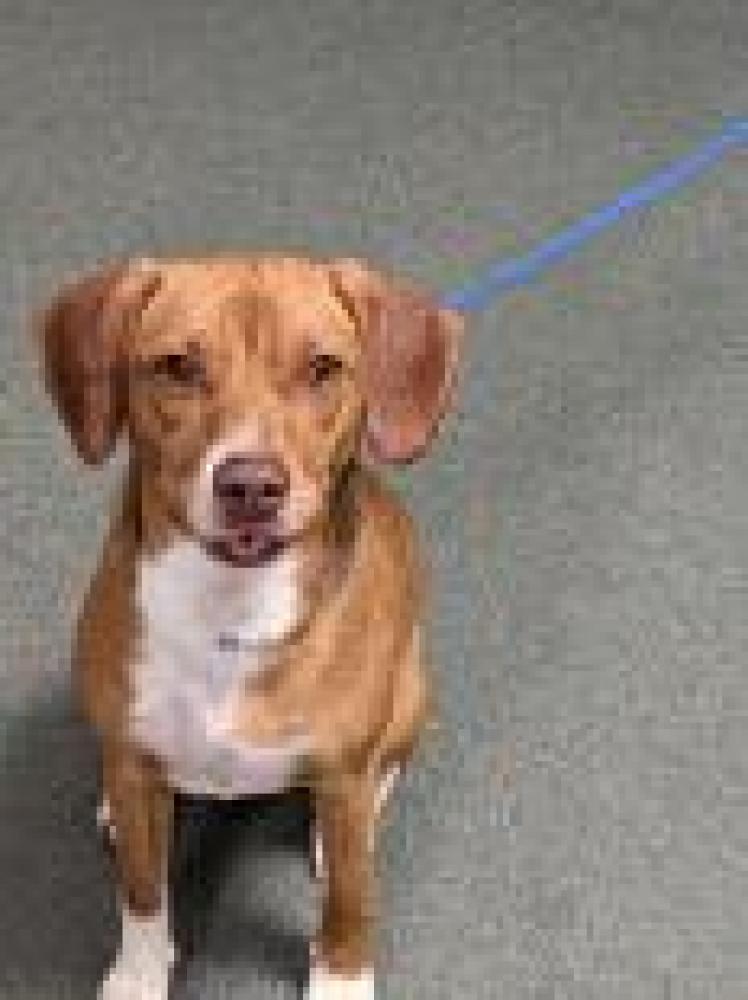 Shelter Stray Female Dog last seen Fairfax County, VA , Fairfax, VA 22032