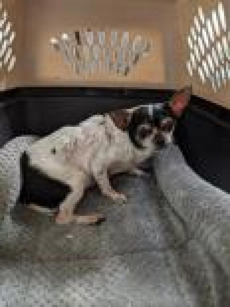 Shelter Stray Unknown Dog last seen Fairfax County, VA , Fairfax, VA 22032
