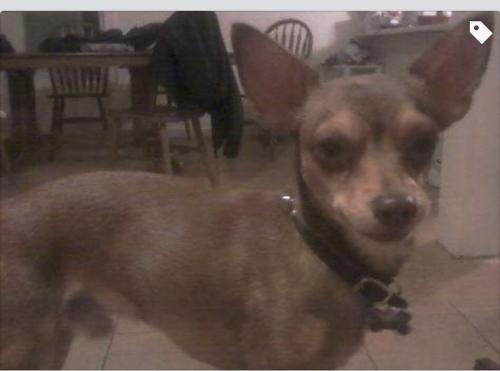 Lost Male Dog last seen 35th , Phoenix, AZ 85027