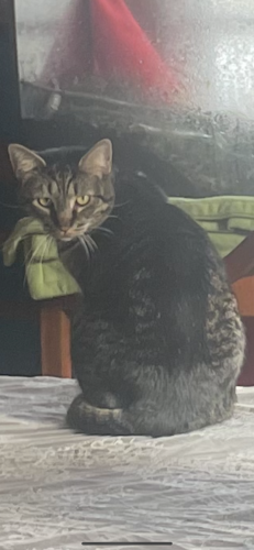 Lost Male Cat last seen S Commonwealth Ave and Kensington, Aurora, IL 60506