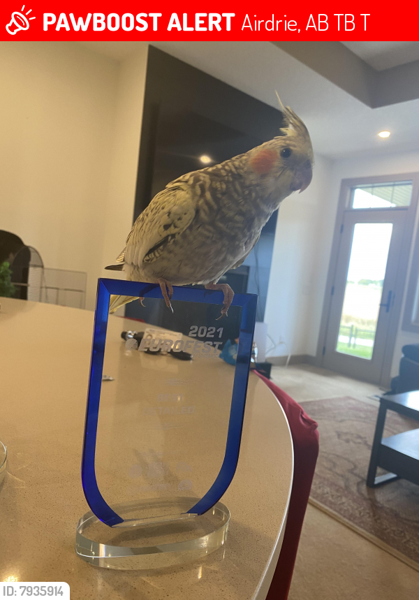 Lost Female Bird last seen Windrow Cres SW Airdrie, Alberta, Airdrie, AB T4B 3T1