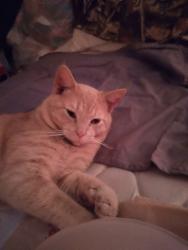 Lost Male Cat last seen Near Ridge Rd.Shepherdsville Ky  40165, Shepherdsville, KY 40165