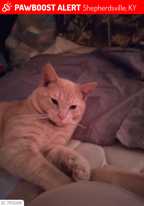 Lost Male Cat last seen Near Ridge Rd.Shepherdsville Ky  40165, Shepherdsville, KY 40165
