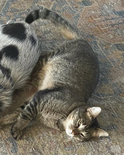 Lost Female Cat last seen Tatum & Thunderbird, Scottsdale, AZ 85254