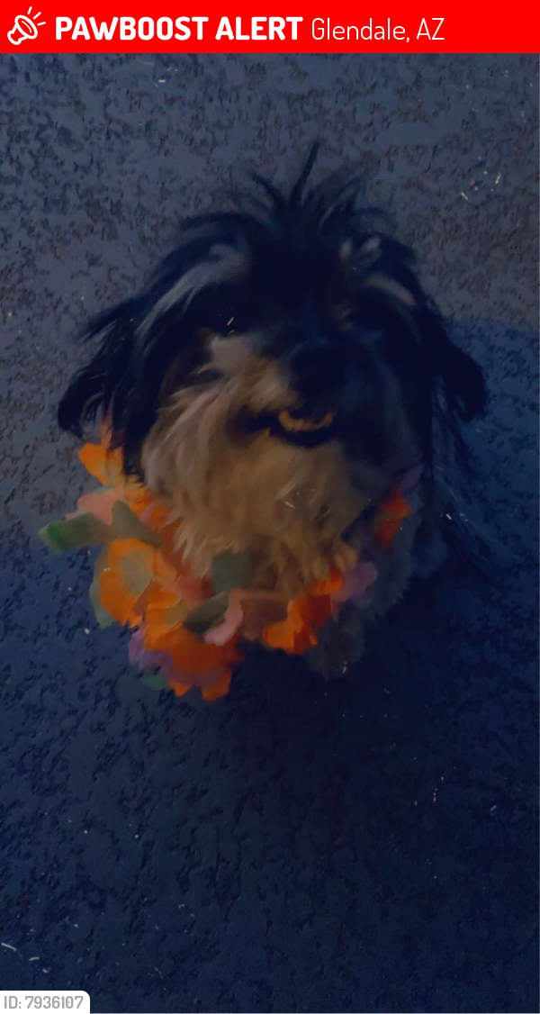 Lost Male Dog last seen 43rd Ave and Larkspur Dr, Glendale, AZ 85304