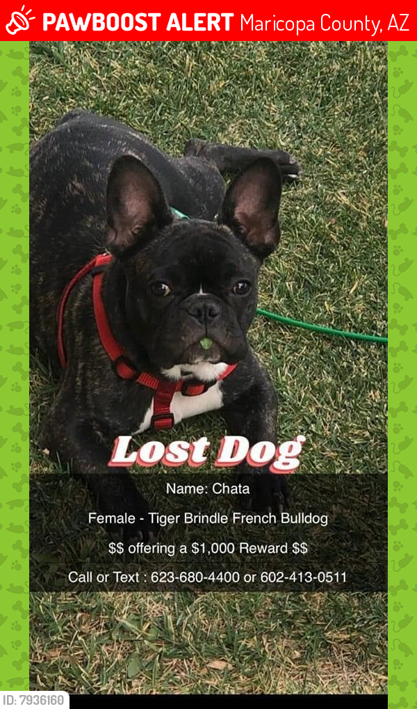 Lost Female Dog last seen Lower buckeye , Maricopa County, AZ 85043