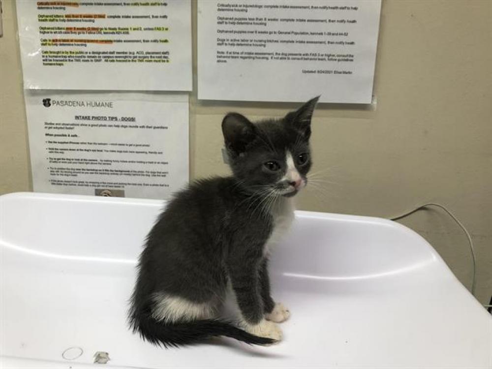 Shelter Stray Male Cat last seen ,  , Pasadena, CA 91105