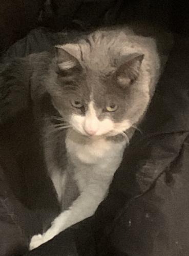 Lost Female Cat last seen 172nd st & Jomax , Surprise, AZ 85387