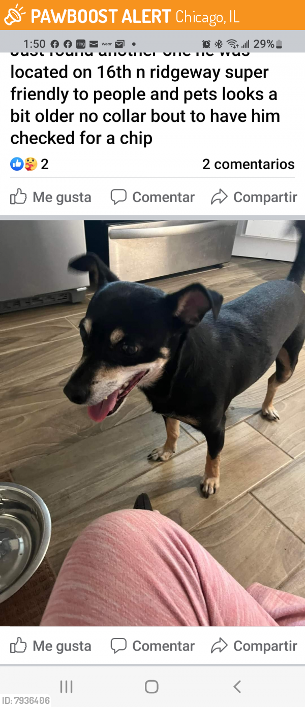 Found/Stray Male Dog last seen Near st  and Ridgeway , Chicago, IL 60623